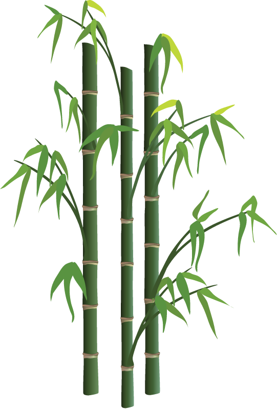 Bamboo