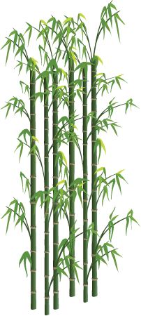 Bamboo