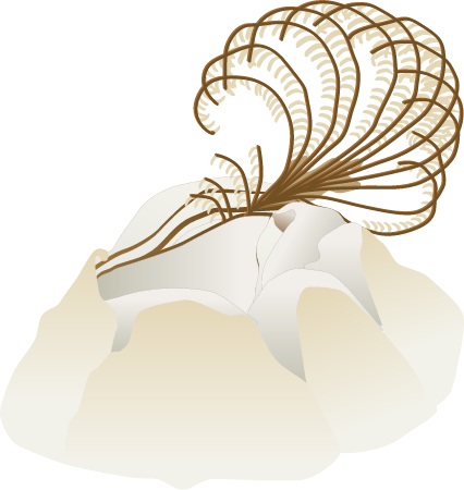 Barnacle Open