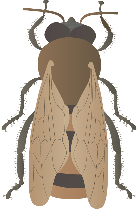 Bee