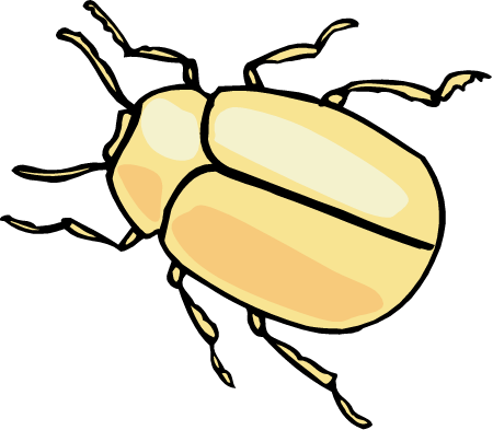 Beetle
