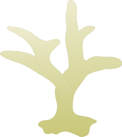 Branching Coral Juvenile
