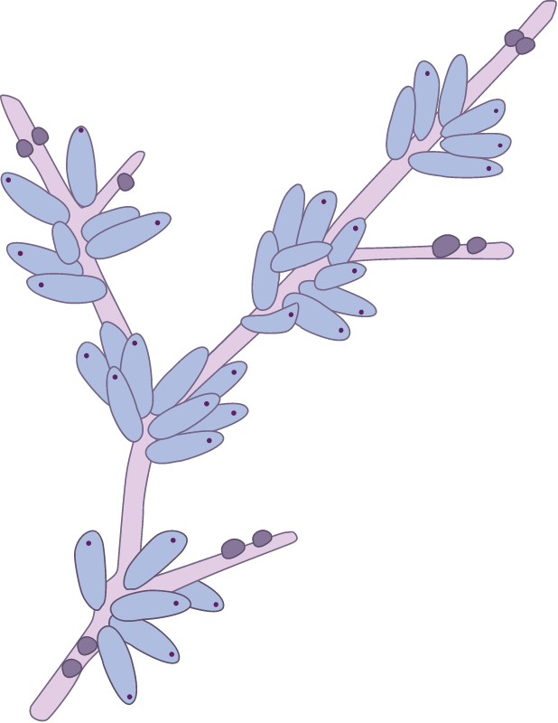 Bryozoan Colony