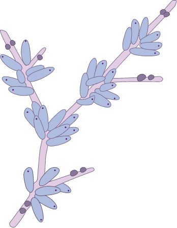 Bryozoan Colony