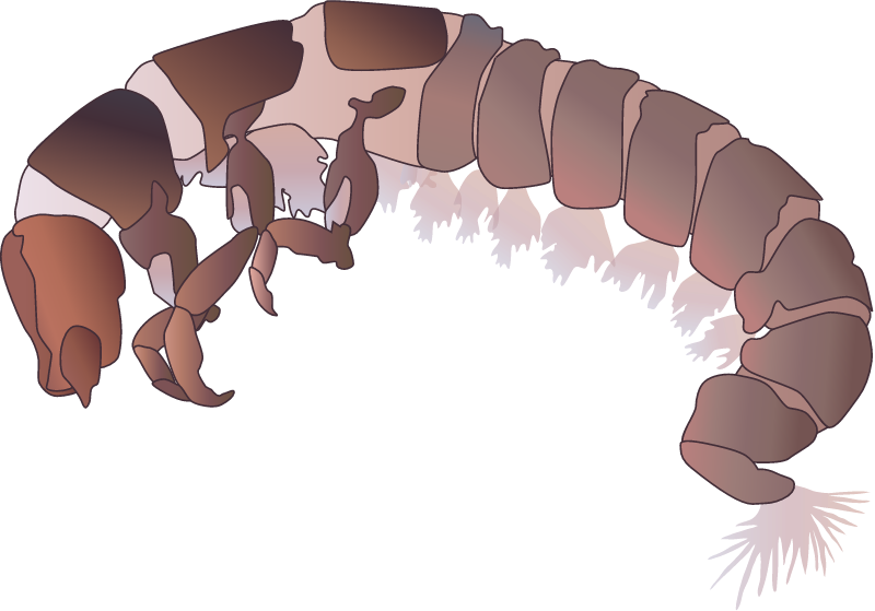 Caddisfly Larva
