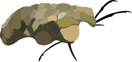 Caddisfly Larva In Case