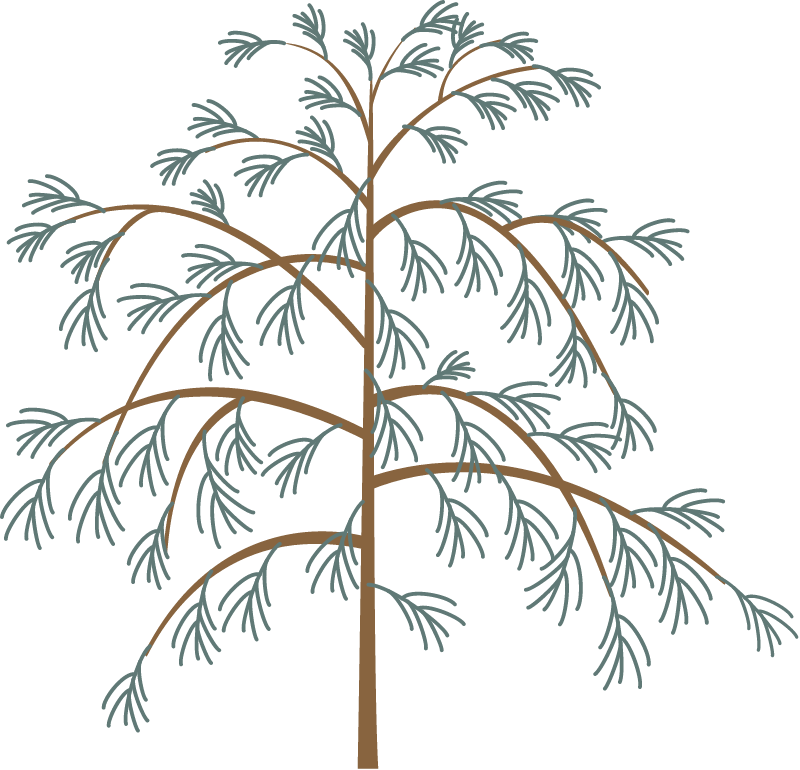 Casuarina Spp