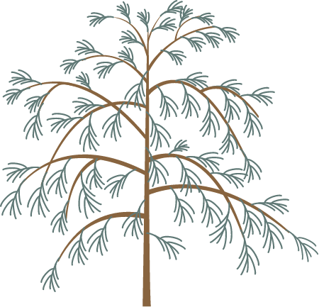 Casuarina Spp