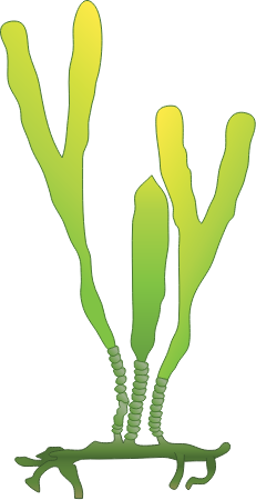 Caulerpa Filiformis