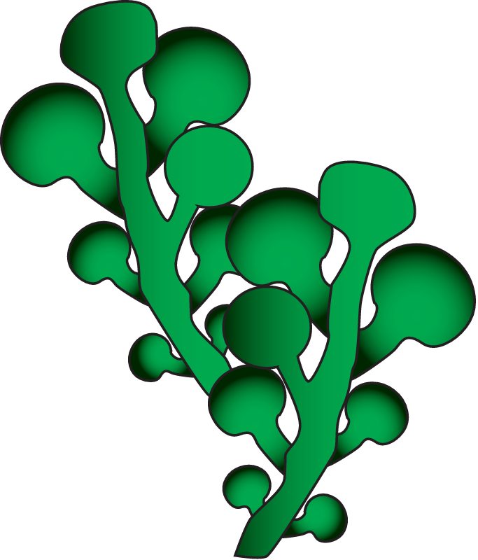 Caulerpa Racemosa