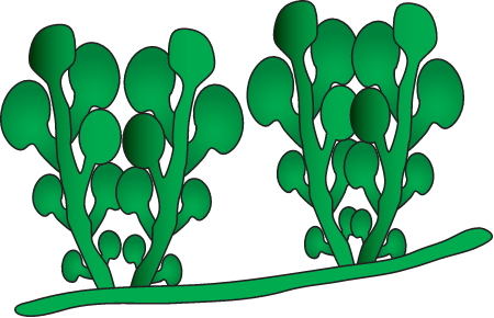 Caulerpa Racemosa