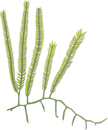 Caulerpa Taxifolia