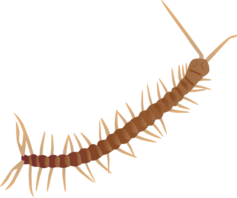 Centipede