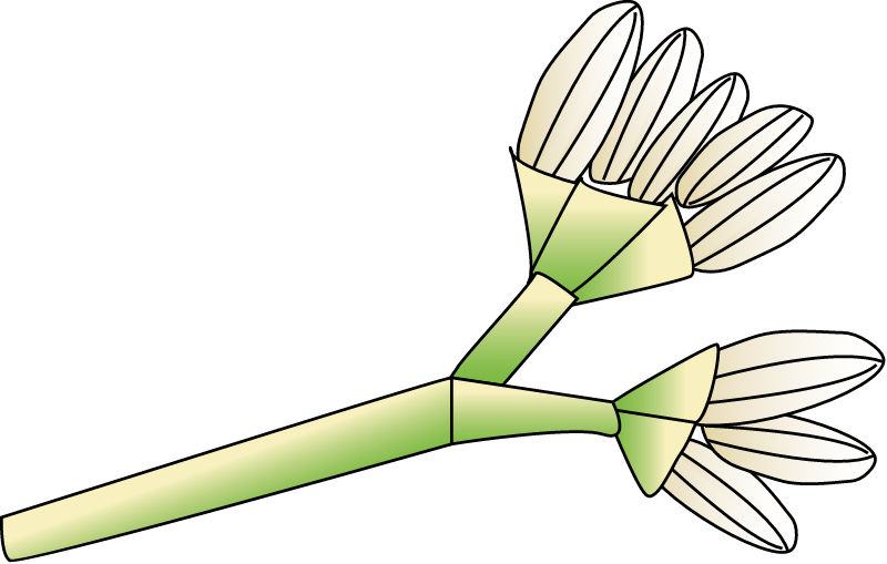 Ceriops Australis Flower
