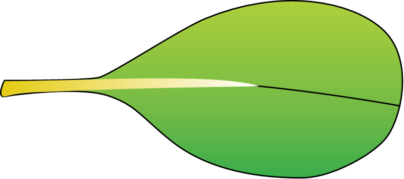Ceriops Australis Leaf