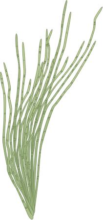 Chaetomorpha Linum