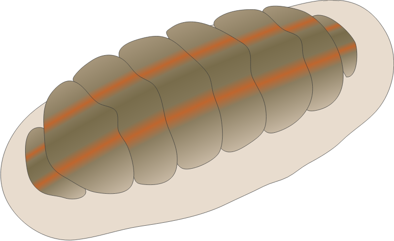 Chiton