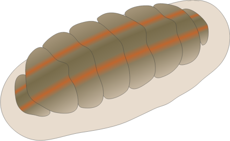 Chiton