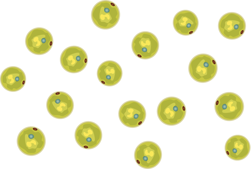 Chlamydomonas