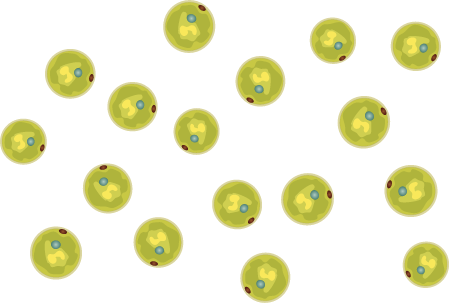Chlamydomonas