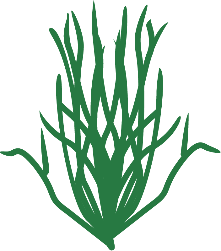 Chlorophyta
