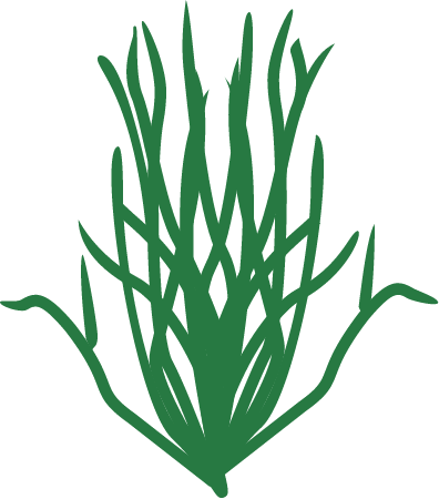 Chlorophyta