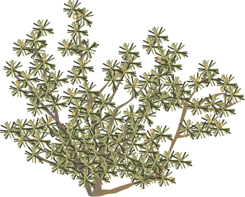Chuquiraga Hystrix