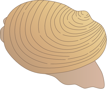 Clam