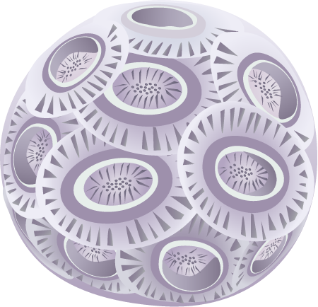 Coccolithophore