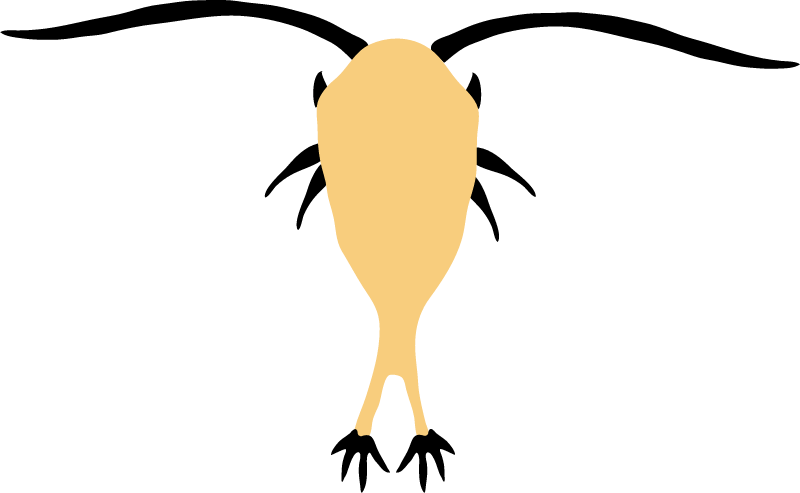 Copepod