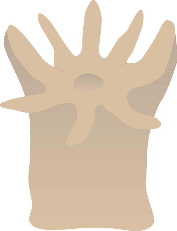 Coral Polyp