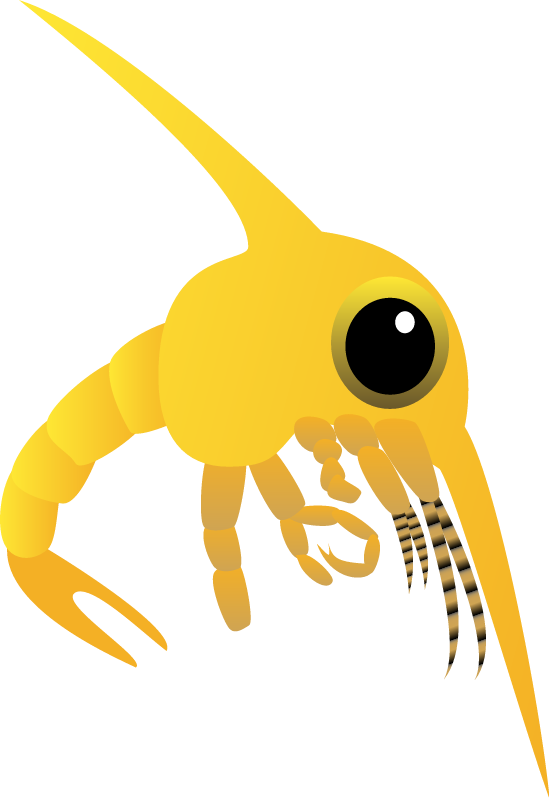 Crab Zoea
