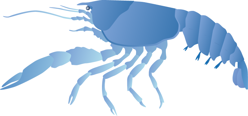 Crayfish