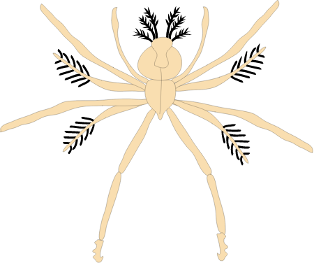 Crustacean Juvenile
