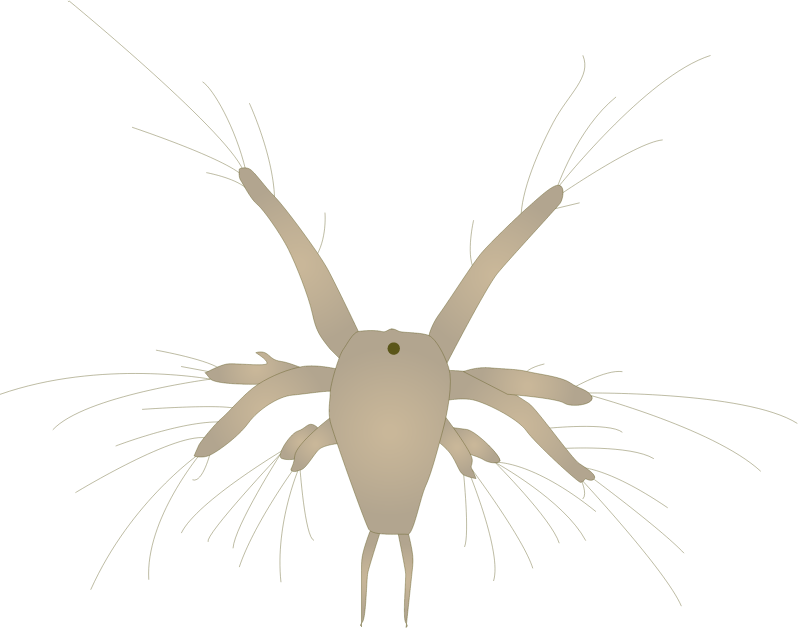 Crustacean Nauplius