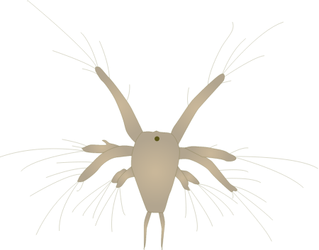 Crustacean Nauplius