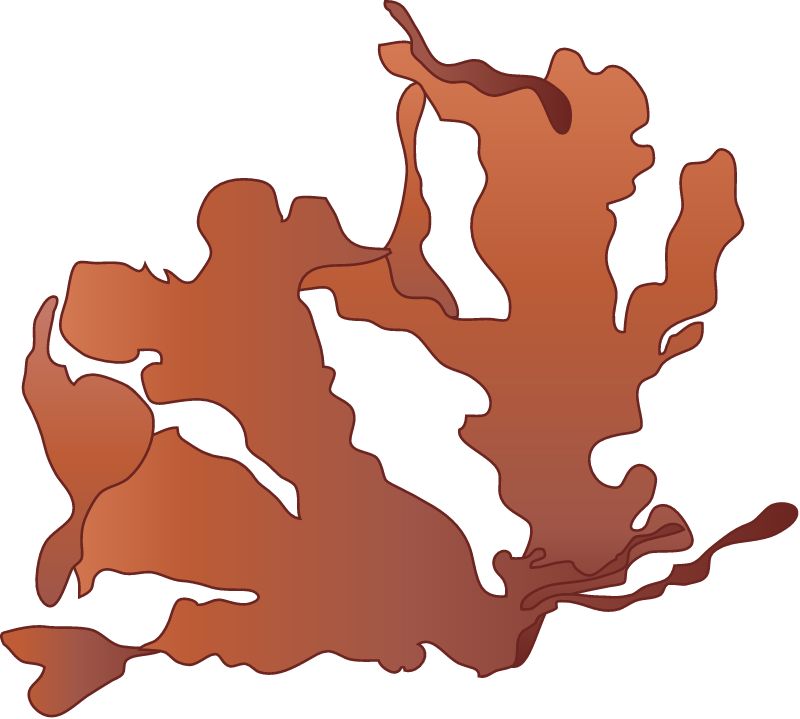 Cryptopleura Ramosa