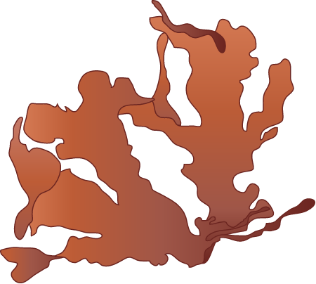 Cryptopleura Ramosa