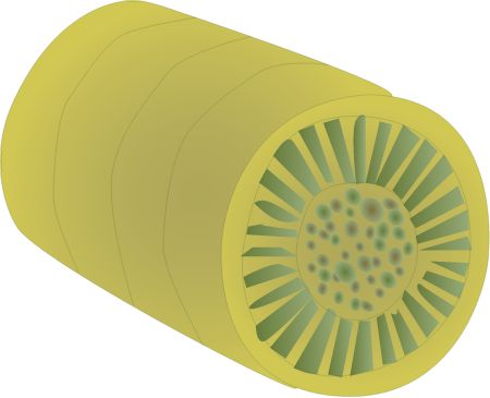 Cyclotella