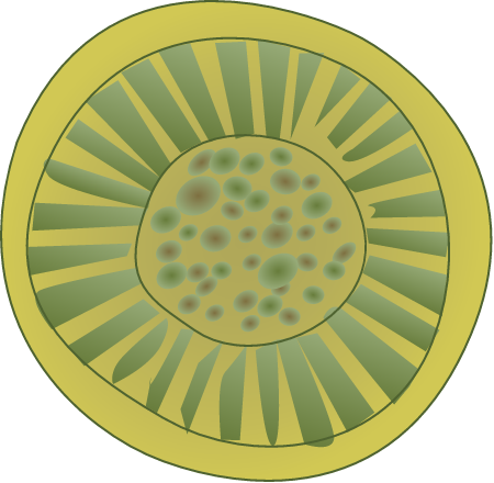 Cyclotella Single