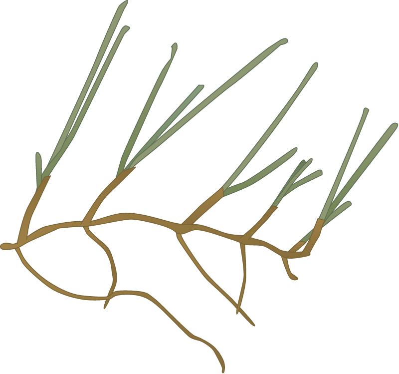 Cymodocea Nodosa