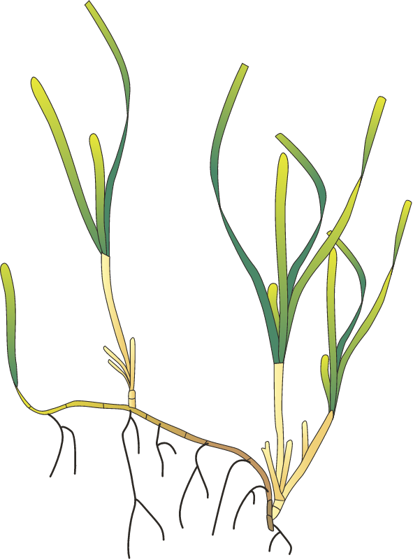 Cymodocea Rotundata