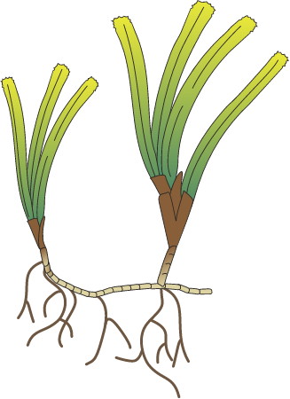 Cymodocea Serrulata