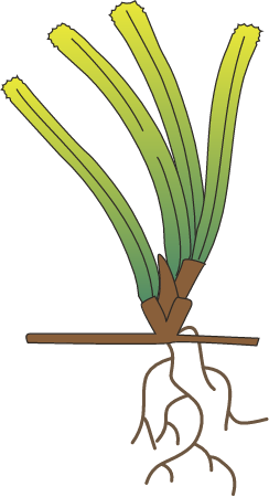Cymodocea Serrulata