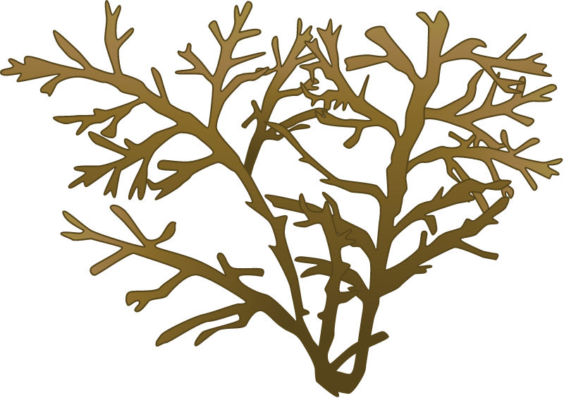 Cystoseira Compressa