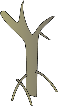 Dead Rhizophora