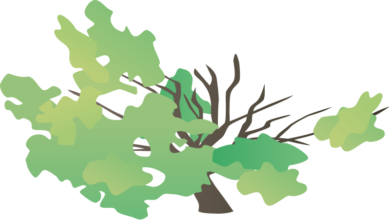 Deer Overbrowse Shrub