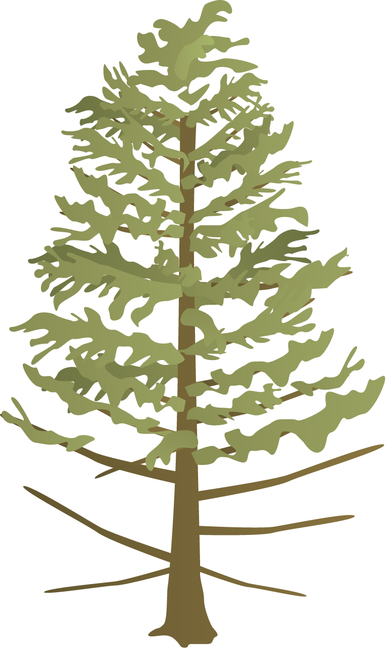 Deer Overbrowse Tree