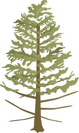 Deer Overbrowse Tree