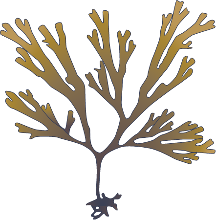 Dictyota Dichotoma